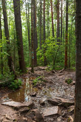 Fototapeta premium Trail in the mountain forest