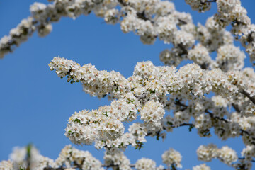 Close up white cherry blossom over clear blue sky