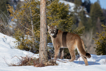 Cougar walking in the winter snow 