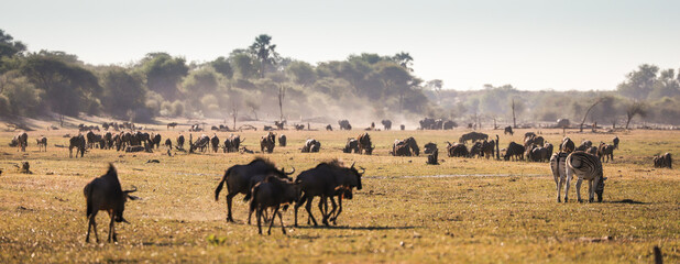 herd of wildebeest, zebra and elephants on the Boteti River in Botswana