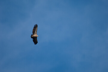 Griffon vulture Gyps fulvus in flight. Natural Park of the Mountains and Canyons of Guara. Huesca. Aragon. Spain.