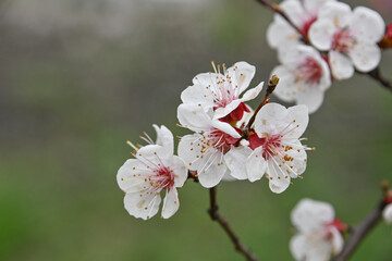 Close up white cherry blossom over green