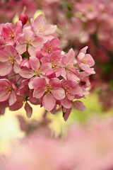 Fototapeta na wymiar Close up pink Asian wild crabapple tree blossom