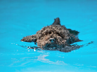 Cute close up of a miniature poodle swimming in the pool. © kellyplz