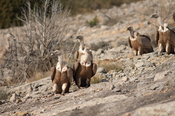 Griffon vultures Gyps fulvus. Natural Park of the Mountains and Canyons of Guara. Huesca. Aragon. Spain.
