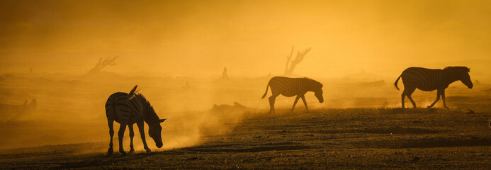 Fototapeta na wymiar Zebra in the sunset light