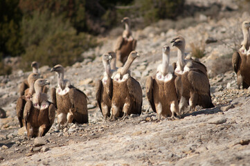 Griffon vultures Gyps fulvus. Natural Park of the Mountains and Canyons of Guara. Huesca. Aragon. Spain.