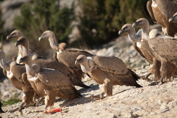 Griffon vultures Gyps fulvus. Natural Park of the Mountains and Canyons of Guara. Huesca. Aragon. Spain.