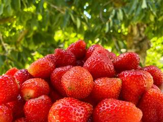 Fresh ripe perfect strawberry - Food Background. Crate of organic farm strawberries