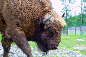 Large male European bison close-up portrait in zoo. furry brown bison is herbivore in summer field outdoors.