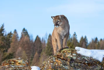 Fototapeten Cougar or Mountain lion (Puma concolor) walking through the mountains in the winter snow. © Jim Cumming