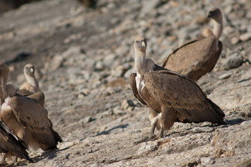 Griffon vultures Gyps fulvus. Natural Park of the Mountains and Canyons of Guara. Huesca. Aragon. Spain.