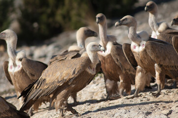 Griffon vultures Gyps fulvus. Natural Park of the Mountains and Canyons of Guara. Huesca. Aragon. Spain.