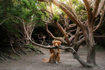 dog near crooked trees. Nova Scotia Duck Tolling Retriever. Pet in the park