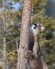 Cougar or Mountain lion (Puma concolor) spots a squirrel in the winter snow.