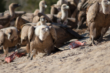 Griffon vultures Gyps fulvus eating meat. Natural Park of the Mountains and Canyons of Guara. Huesca. Aragon. Spain.