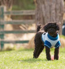 Miniature poodle outside in the Spring with his sweater on.