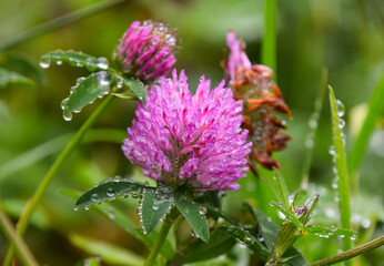 Rain or dew drops on pink clover flower
