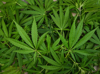 Naklejka na ściany i meble Background of fresh green cannabis leaves