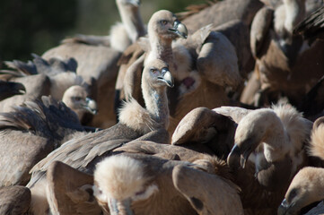 Griffon vultures Gyps fulvus. Natural Park of the Mountains and Canyons of Guara. Huesca. Aragon. Spain.