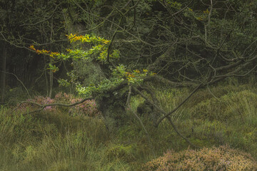 Swineholes Wood. Vibrant green moody, etheral UK forest woodland trees, and foliage.