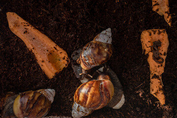 The snail is sitting in a container terrarium and eating with eggshells. Coconut soil for keeping an animal at home. Big brown snail Achatina. African snail, which is grown at home as a pet.