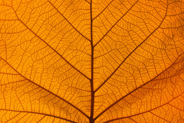 Extreme close up texture of orange leaf veins