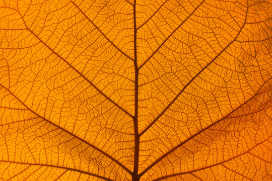 Extreme close up texture of orange leaf veins © breakingthewalls