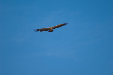 Griffon vulture Gyps fulvus in flight. Natural Park of the Mountains and Canyons of Guara. Huesca. Aragon. Spain.