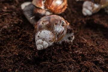 A giant Achatina snail on the brown ground in a terrarium