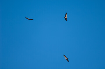 Griffon vultures Gyps fulvus in flight. Natural Park of the Mountains and Canyons of Guara. Huesca. Aragon. Spain.