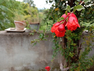 flowers in the garden