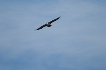 Bearded vulture Gypaetus barbatus in flight. Natural Park of the Mountains and Canyons of Guara. Huesca. Aragon. Spain.