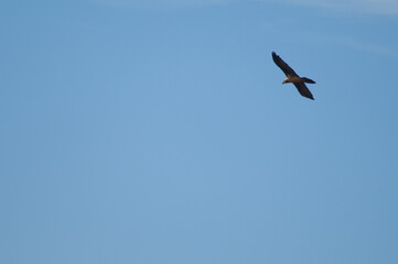 Bearded vulture Gypaetus barbatus in flight. Natural Park of the Mountains and Canyons of Guara. Huesca. Aragon. Spain.
