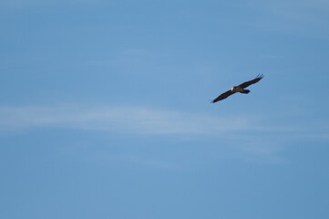 Bearded vulture Gypaetus barbatus in flight. Natural Park of the Mountains and Canyons of Guara. Huesca. Aragon. Spain.