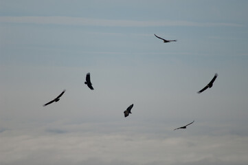 Griffon vultures Gyps fulvus in flight. Natural Park of the Mountains and Canyons of Guara. Huesca. Aragon. Spain.