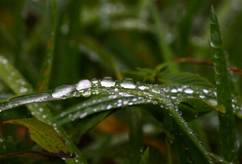 Close up raindrops or dew on green grass
