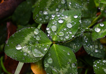 Rain or dew drops on green clover leaves