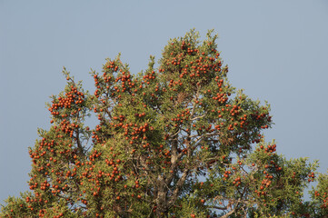 Fototapeta na wymiar Phoenicean juniper Juniperus phoenicea in the Guara mountains.