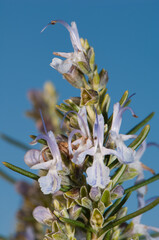 Flowering rosemary Salvia rosmarinus. Natural Park of the Mountains and Canyons of Guara. Huesca. Aragon. Spain.