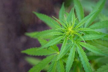 Close-up of cannabis plant growing at outdoor marijuana farm
