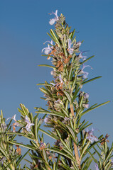 Flowering rosemary Salvia rosmarinus. Natural Park of the Mountains and Canyons of Guara. Huesca. Aragon. Spain.