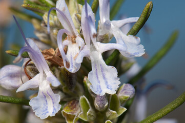 Flowers of rosemary Salvia rosmarinus. Natural Park of the Mountains and Canyons of Guara. Huesca. Aragon. Spain.
