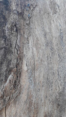 Tree bark texture - 9