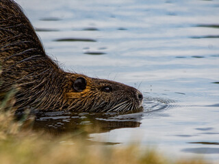 Coipo - Myocastor coypus - mammal