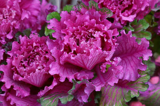 Close Up Purple Rosette Of Ornamental Kale Cabbage