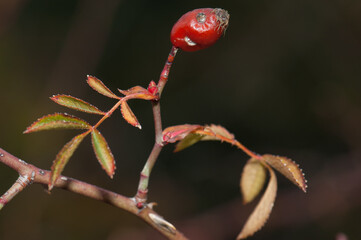Fruit and leaves of dog rose Rosa canina. Natural Park of the Mountains and Canyons of Guara. Huesca. Aragon. Spain.