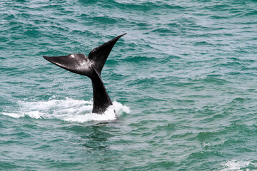 Fototapeta premium Walflosse vor Hermanus