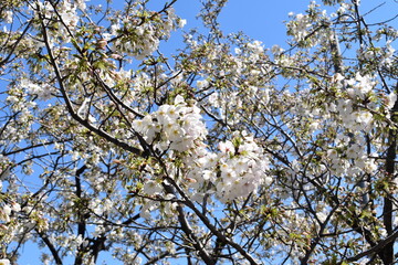 日本の桜