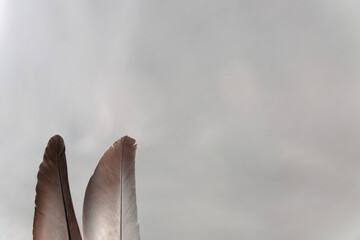 background for text, cover, a fragment of a bird feather on a gray background